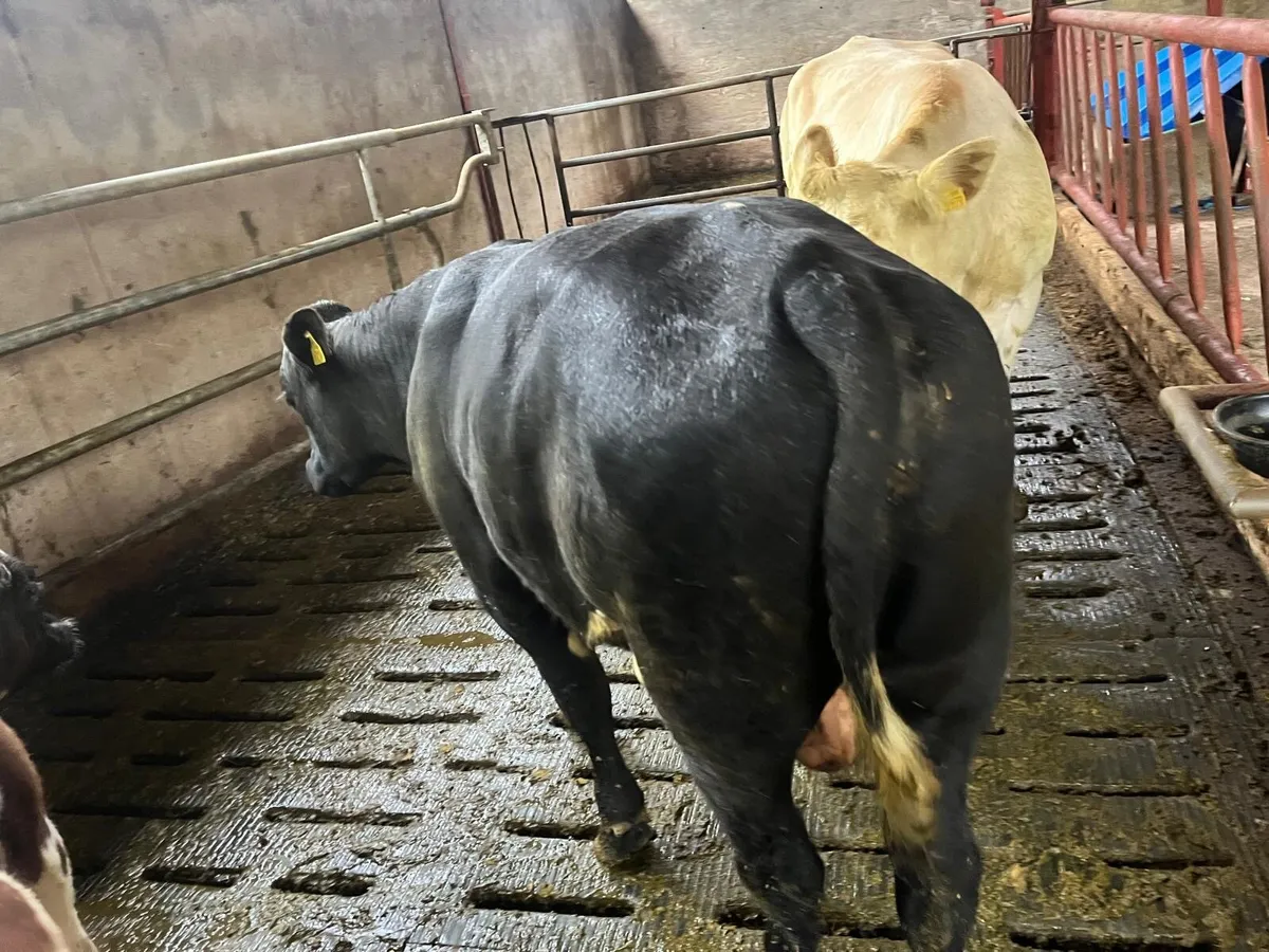 Vasectomised shorthorn bull - Image 1
