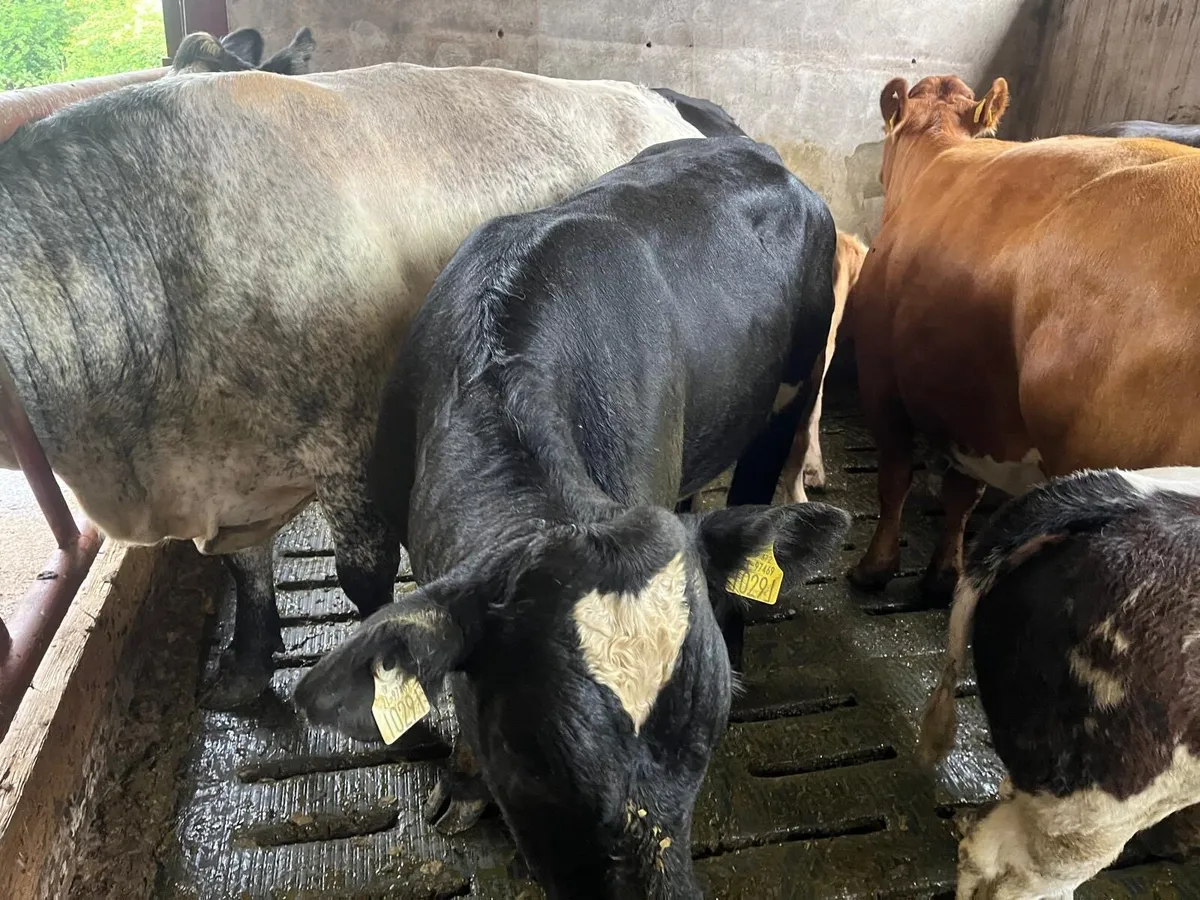 Vasectomised shorthorn bull - Image 2