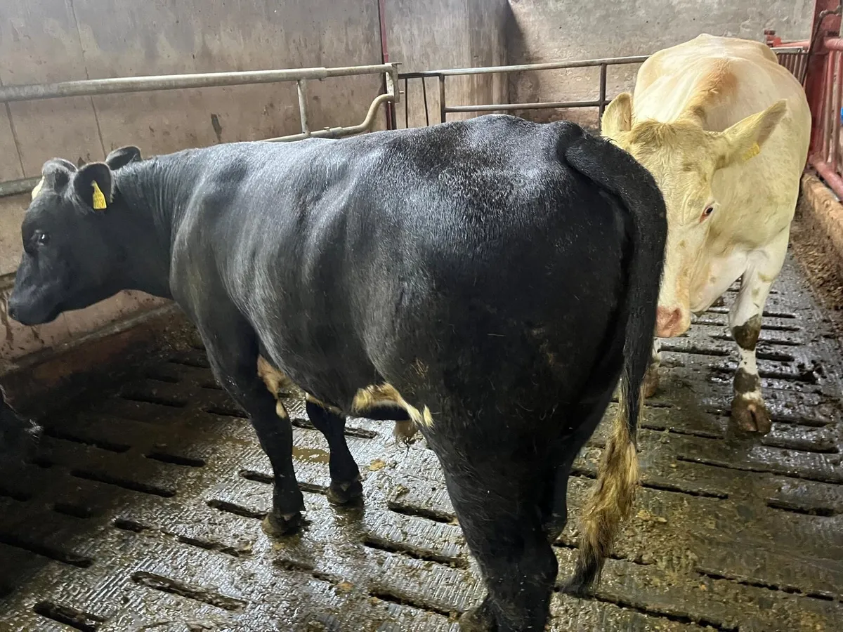 Vasectomised shorthorn bull - Image 3