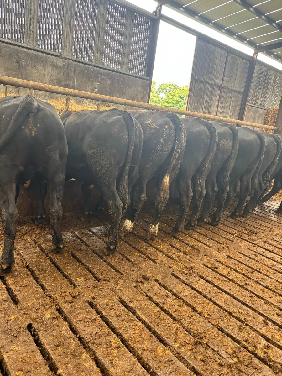 9 super Aberdeen Angus bullocks - Image 2