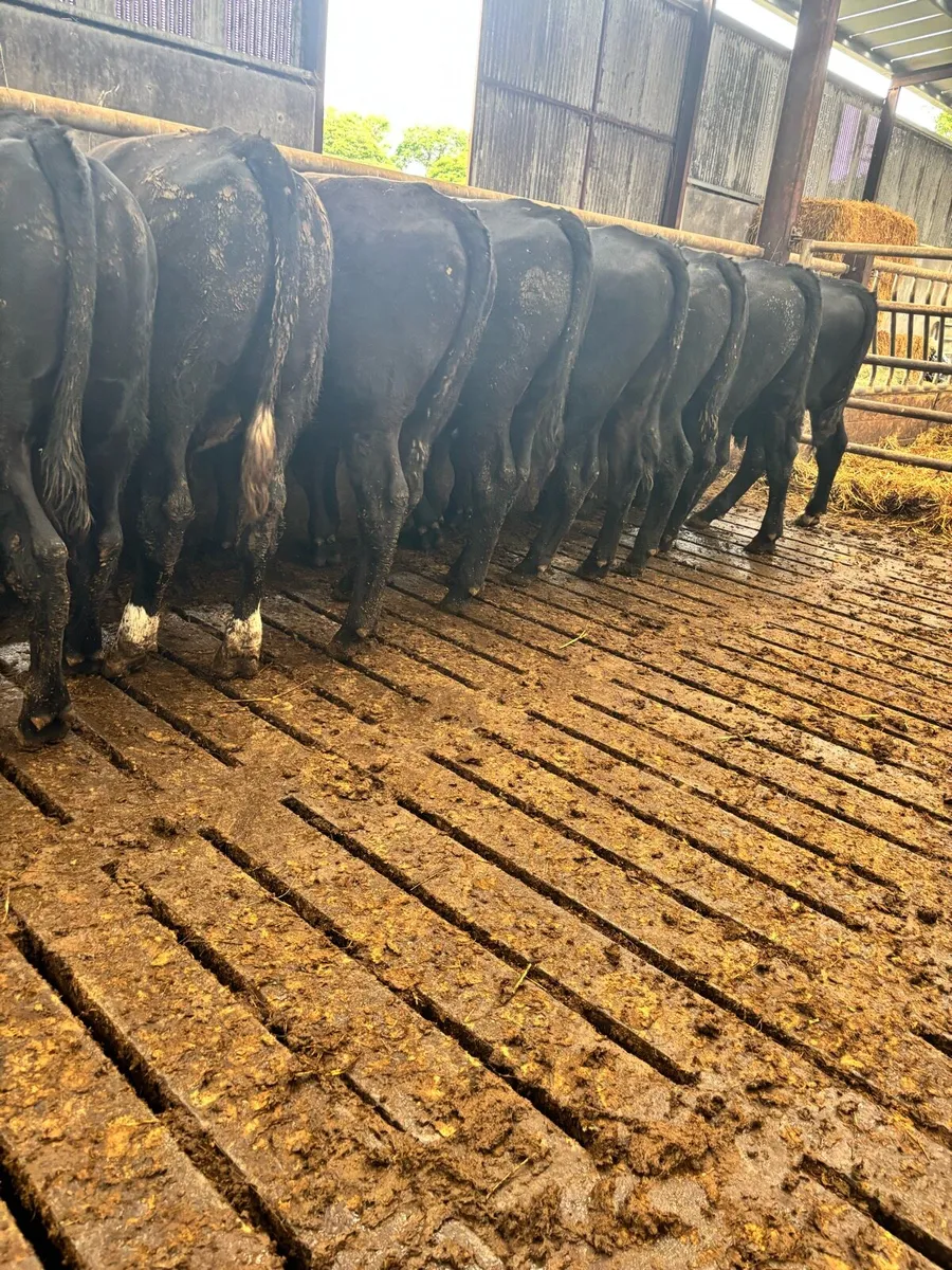 9 super Aberdeen Angus bullocks - Image 1