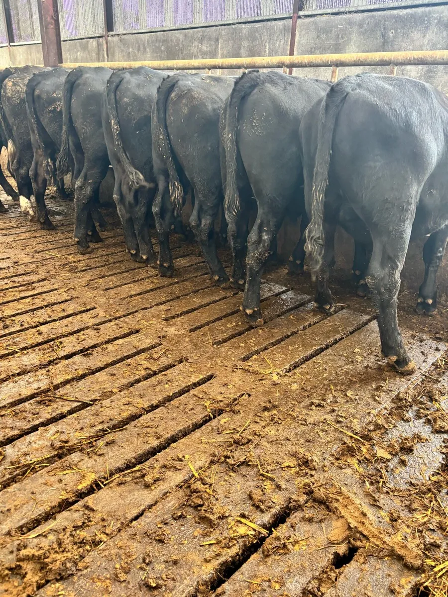 9 super Aberdeen Angus bullocks - Image 3