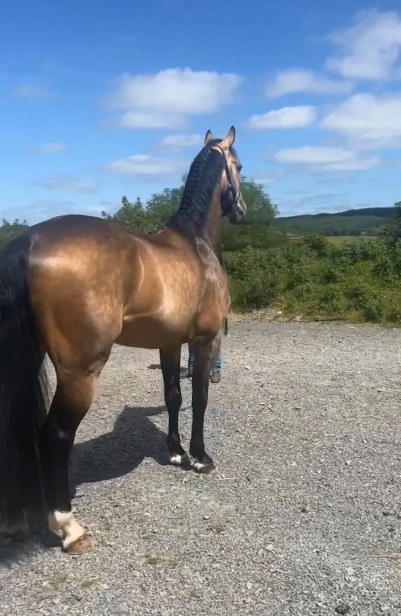 Stunning gelding - Image 3