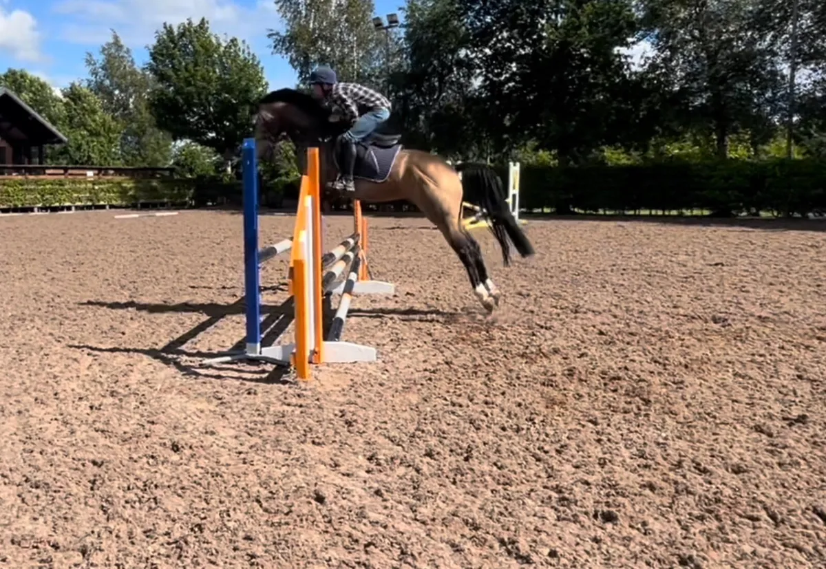 Stunning gelding - Image 4