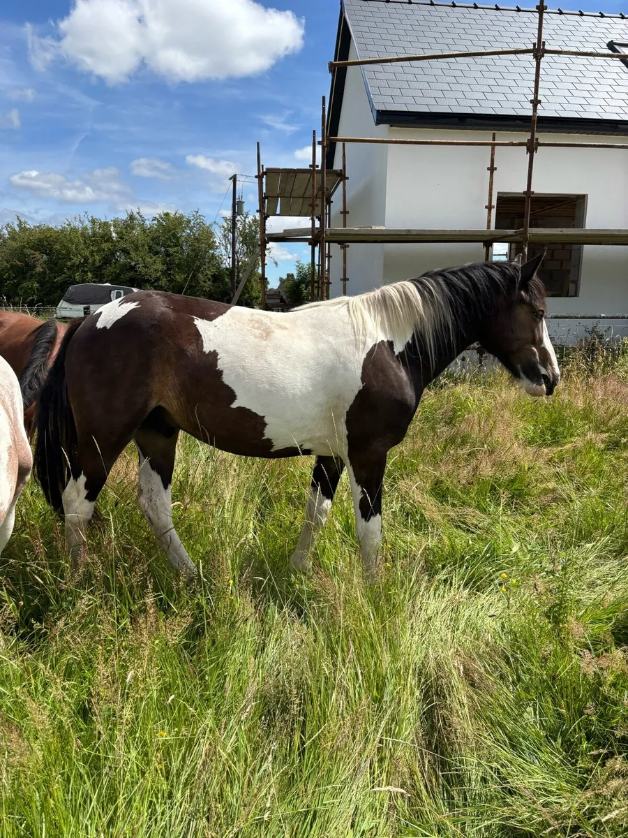 Half-Bred Cob Cross Trotter - Image 1