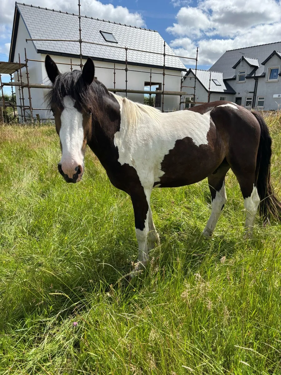 Half-Bred Cob Cross Trotter - Image 2