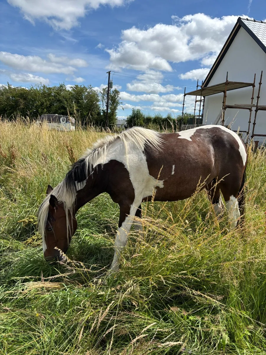 Half-Bred Cob Cross Trotter - Image 3