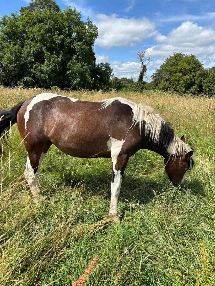 Half-Bred Cob Cross Trotter - Image 4