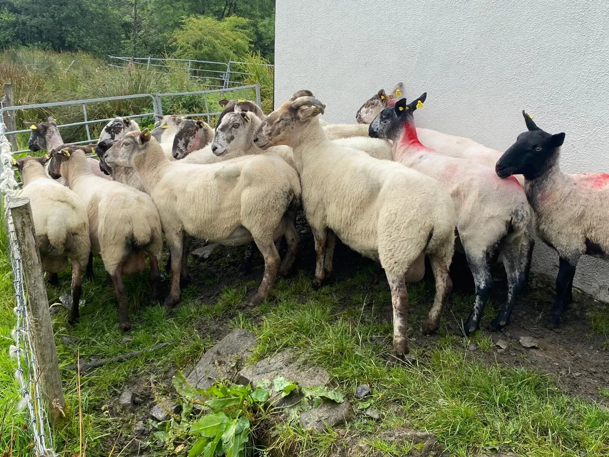 14 Super Breeding Ewes - Image 1