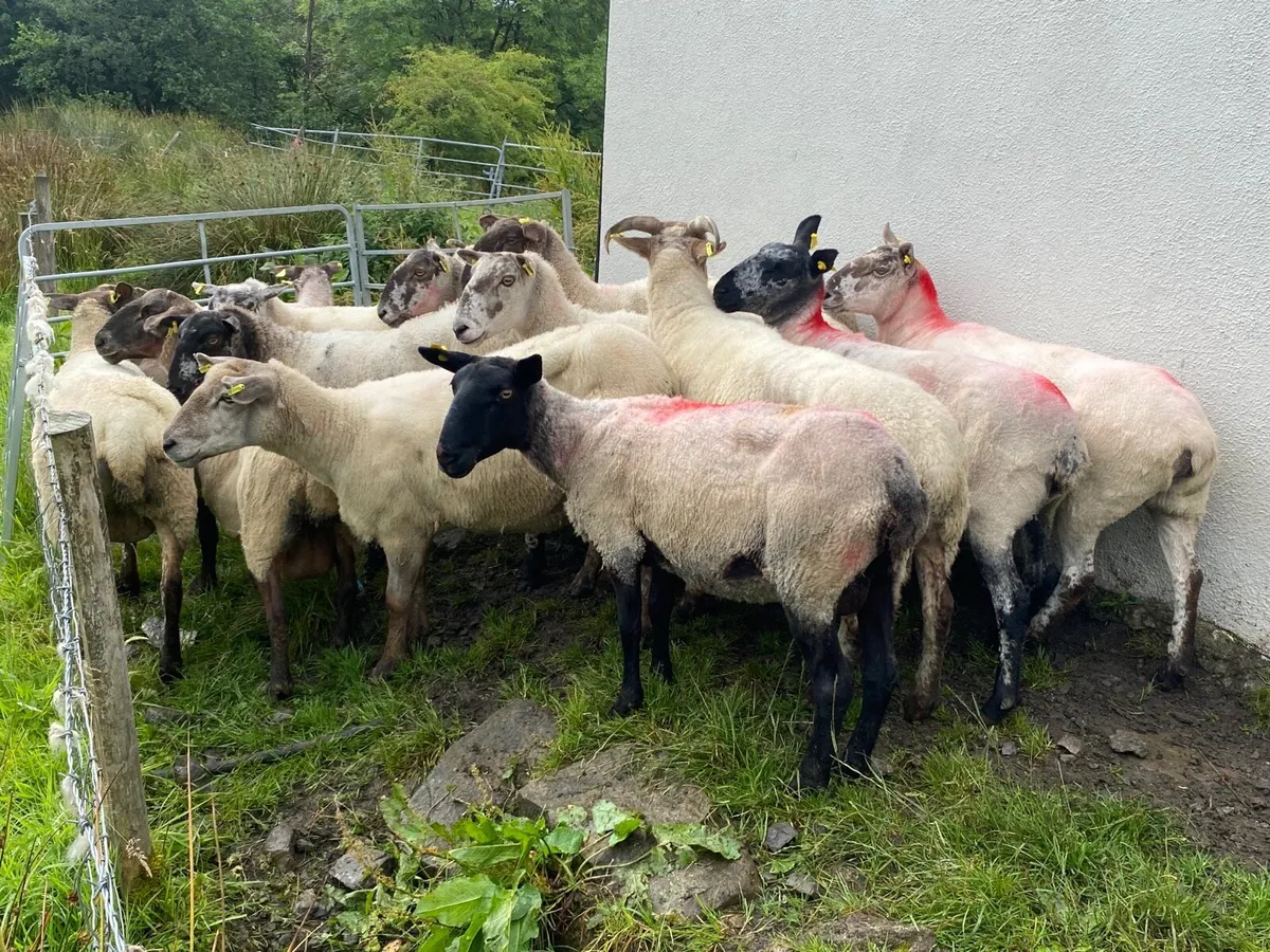 14 Super Breeding Ewes - Image 2