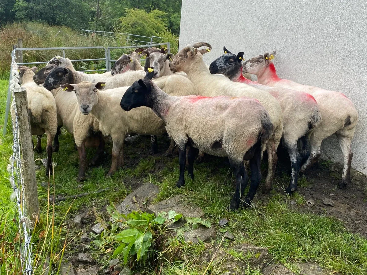 14 Super Breeding Ewes - Image 3