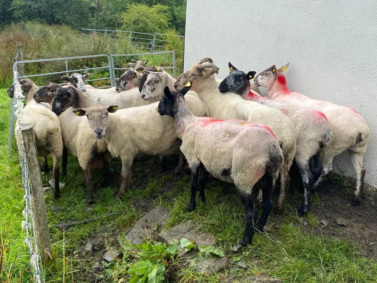 14 Super Breeding Ewes - Image 4