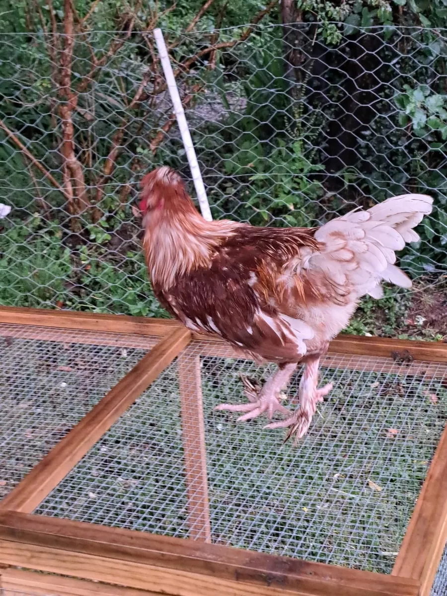 Cockerel - Image 2