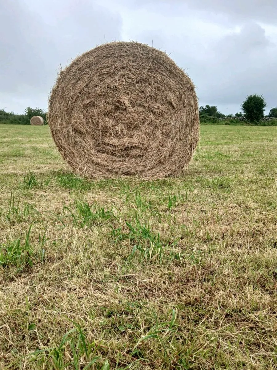Hay for sale - Image 1