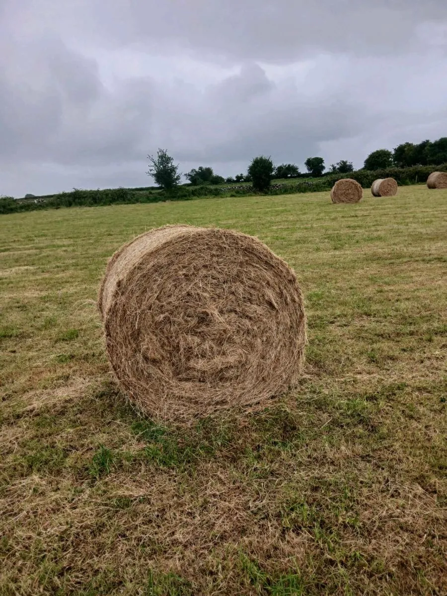 Hay for sale - Image 2