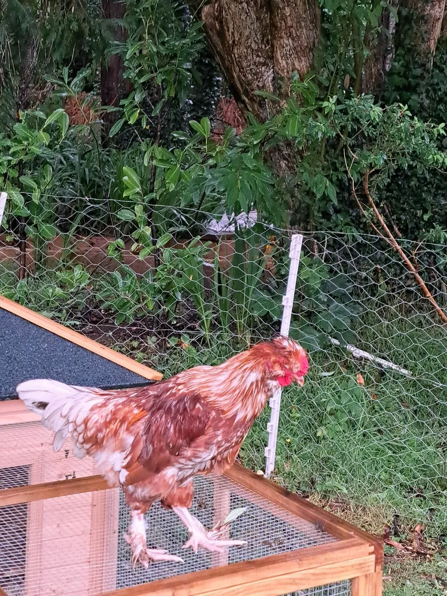 Cockerel - Image 3
