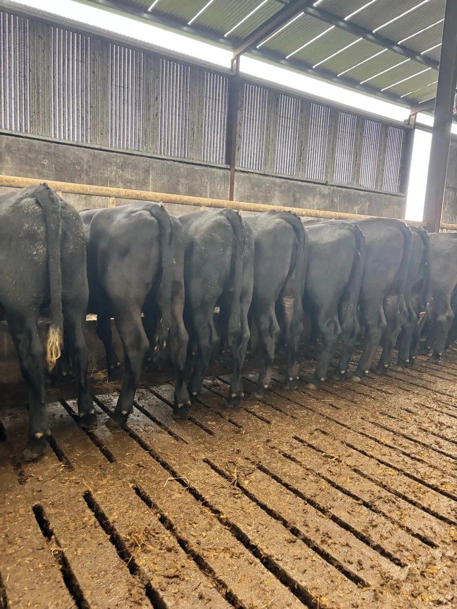 17 proper Aberdeen Angus store Heifers - Image 1