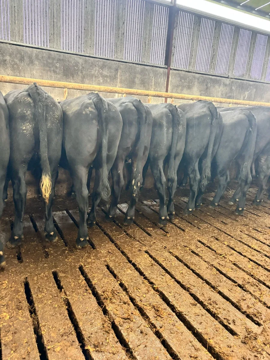 17 proper Aberdeen Angus store Heifers - Image 2