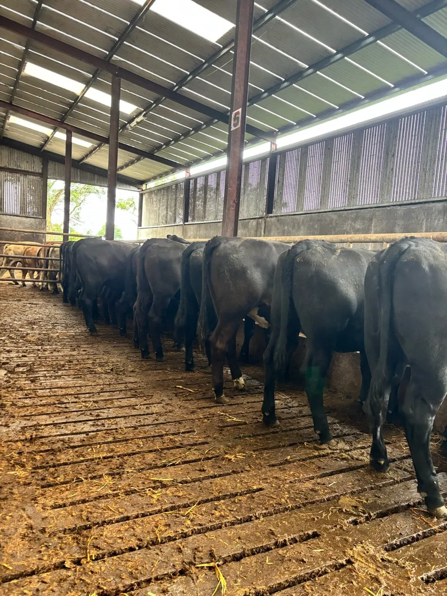 17 proper Aberdeen Angus store Heifers - Image 3