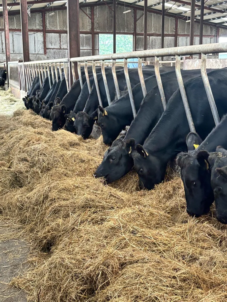 17 proper Aberdeen Angus store Heifers - Image 4
