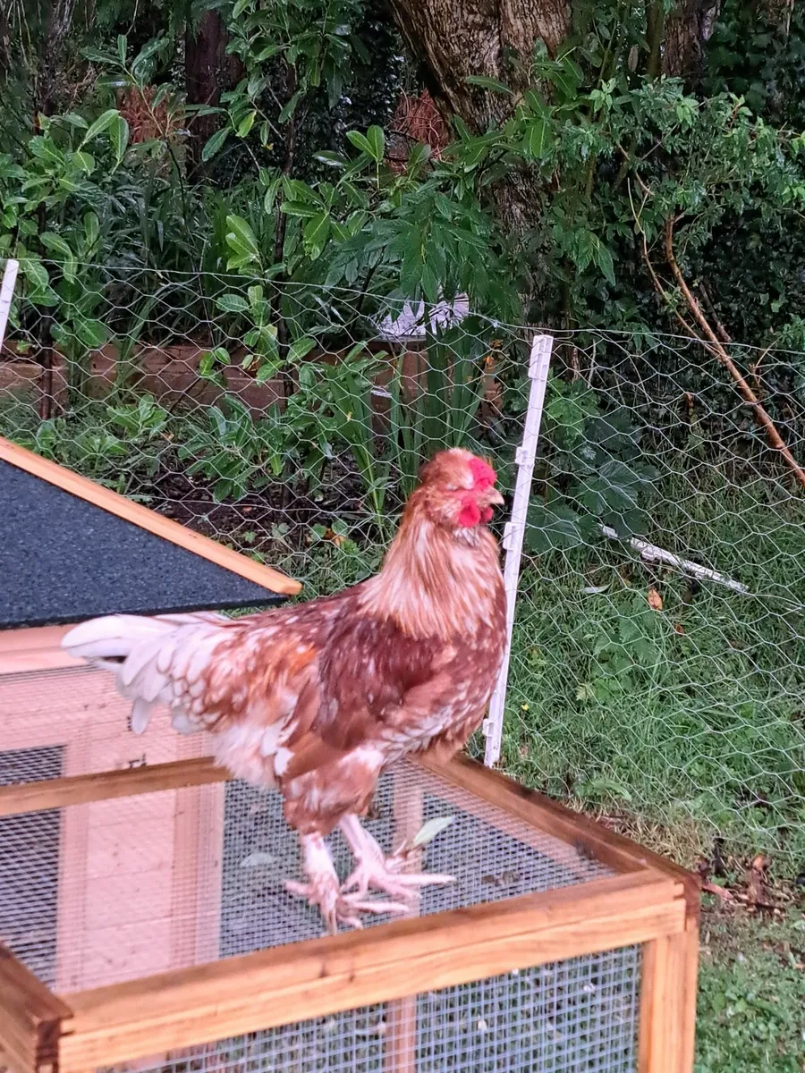 Cockerel - Image 1