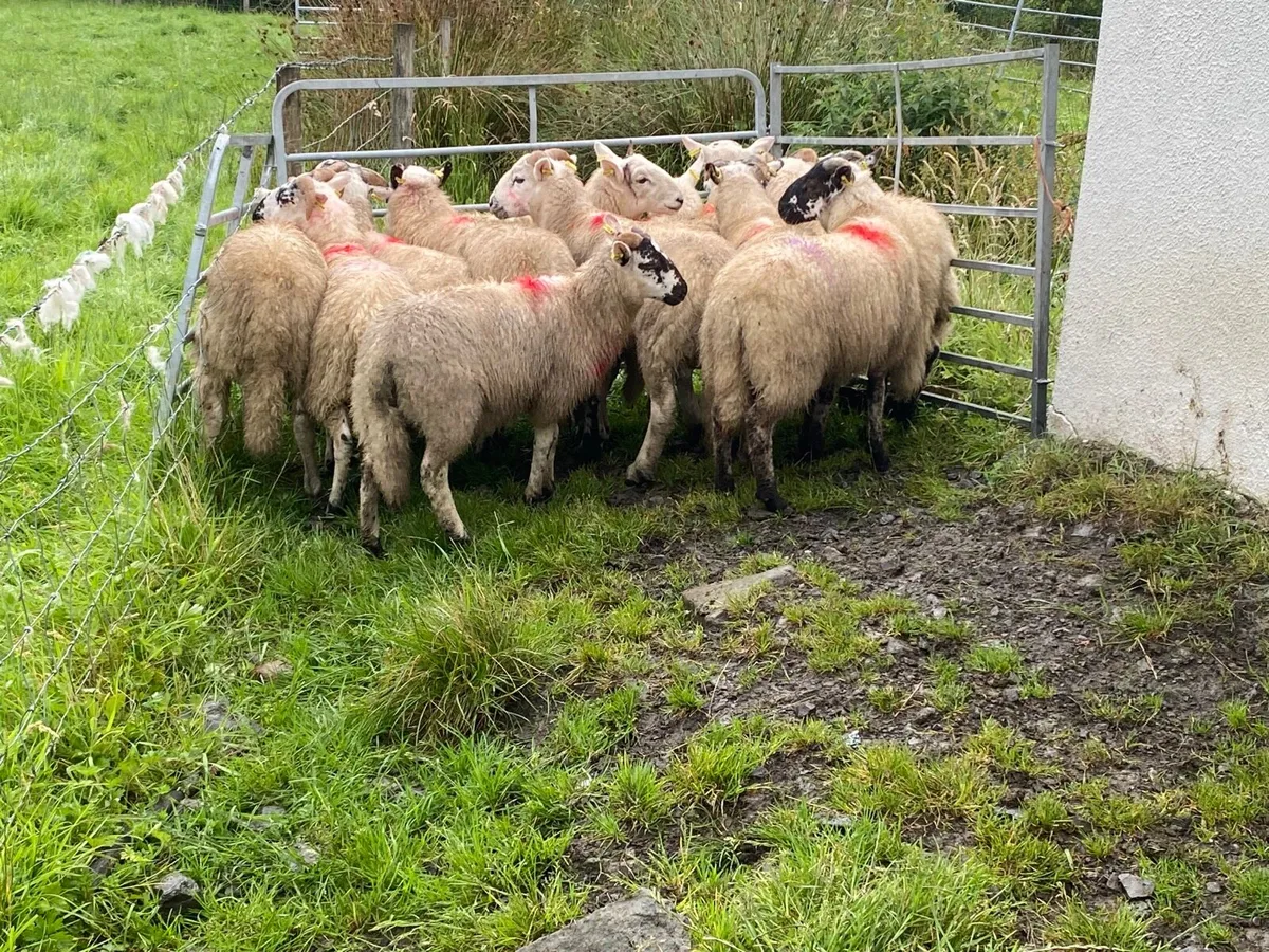 12 Smashing Ram Lambs - Image 1
