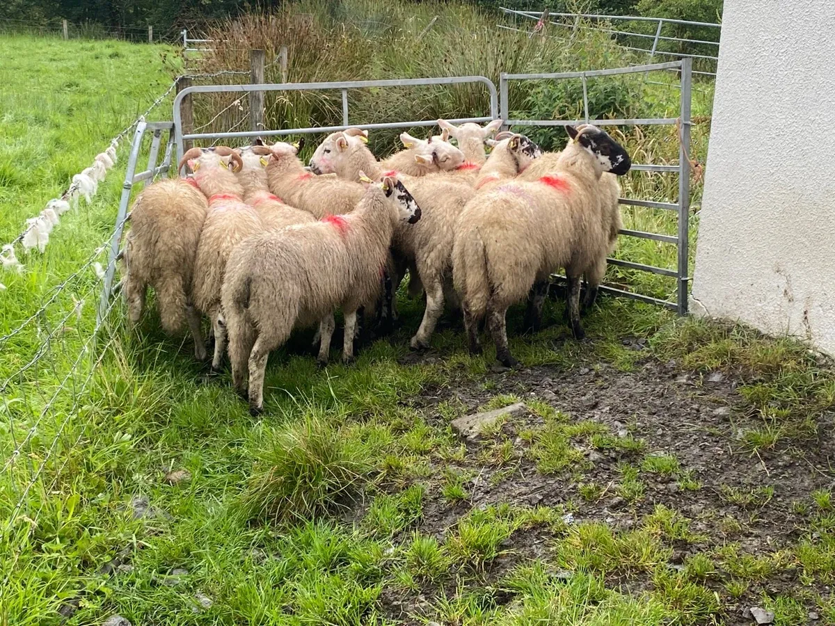 12 Smashing Ram Lambs - Image 2