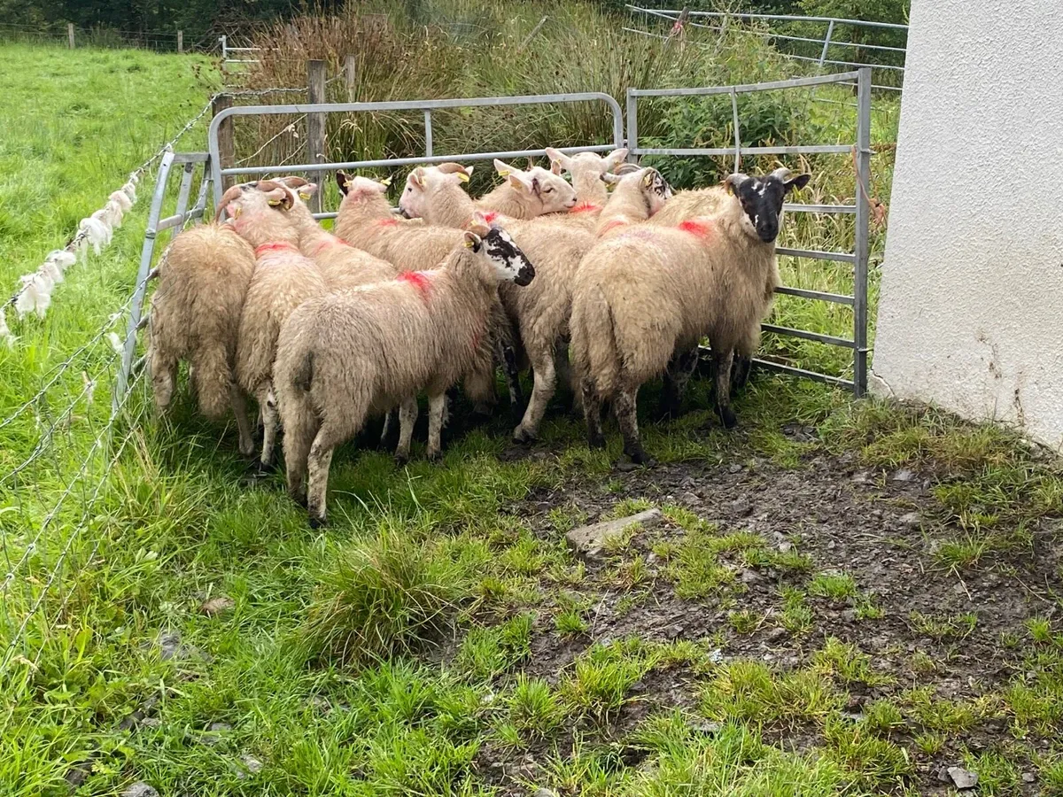 12 Smashing Ram Lambs - Image 3