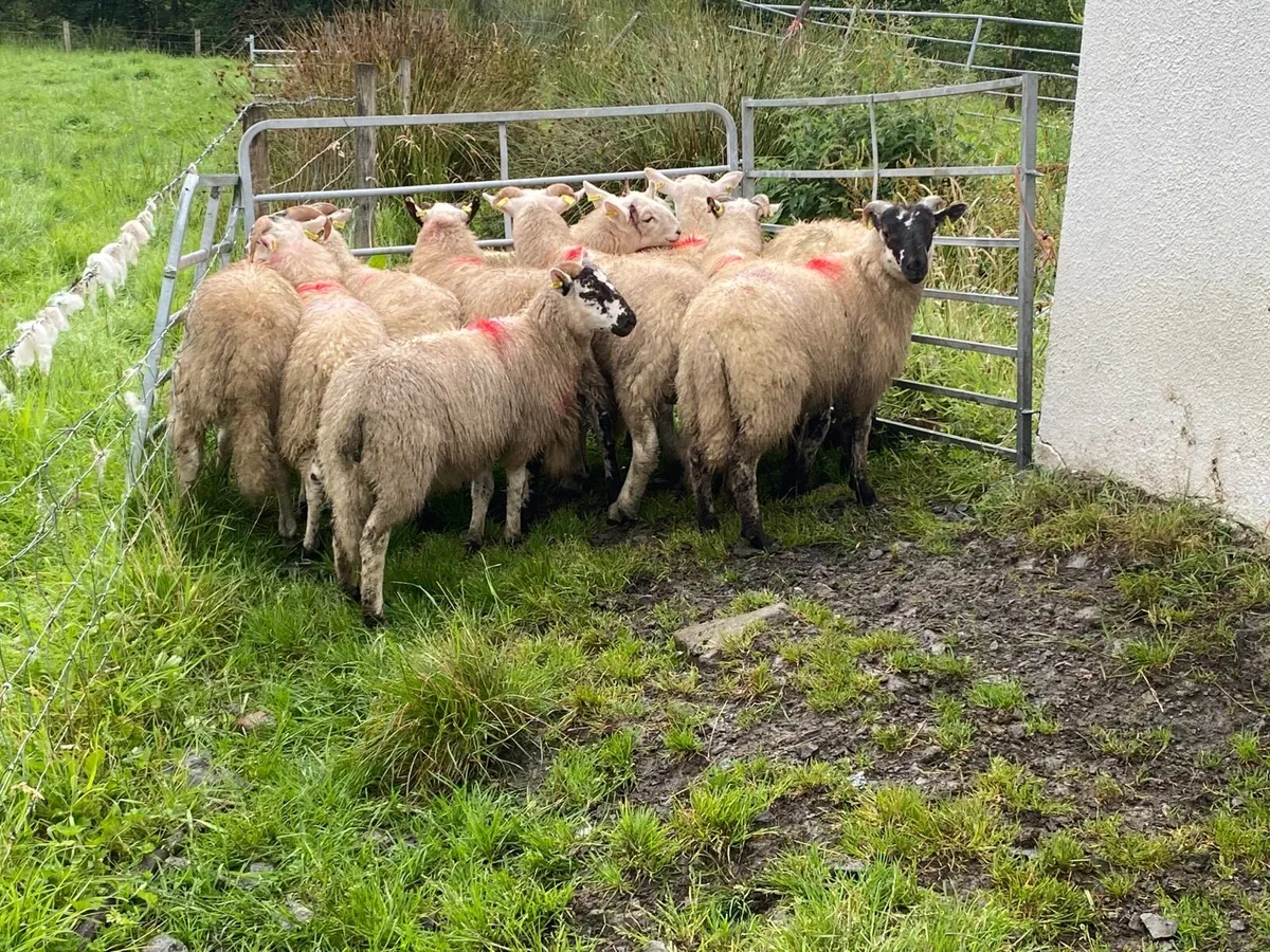 12 Smashing Ram Lambs - Image 4