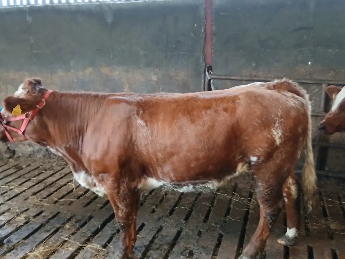 Rare Red Roan BBX Breeding Heifer - Image 1
