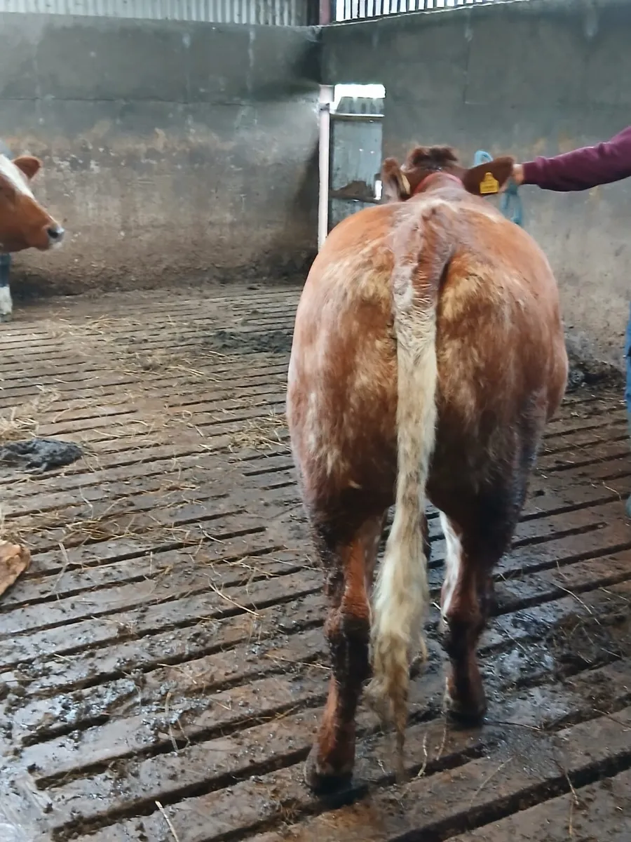 Rare Red Roan BBX Breeding Heifer - Image 2
