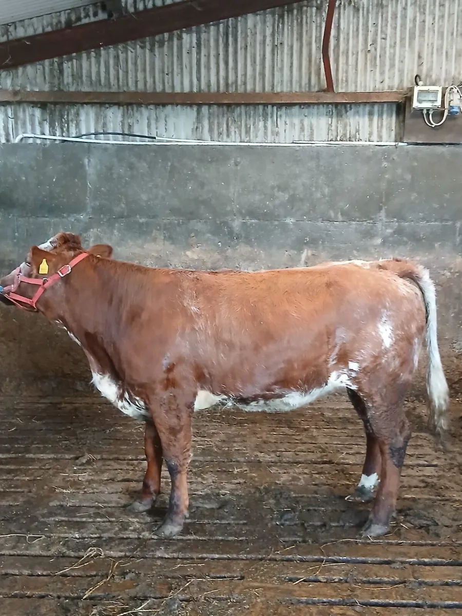 Rare Red Roan BBX Breeding Heifer - Image 3