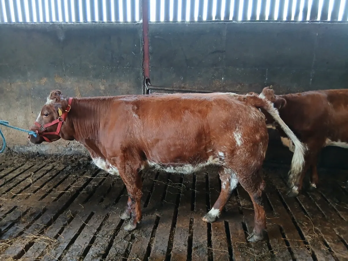 Rare Red Roan BBX Breeding Heifer - Image 4