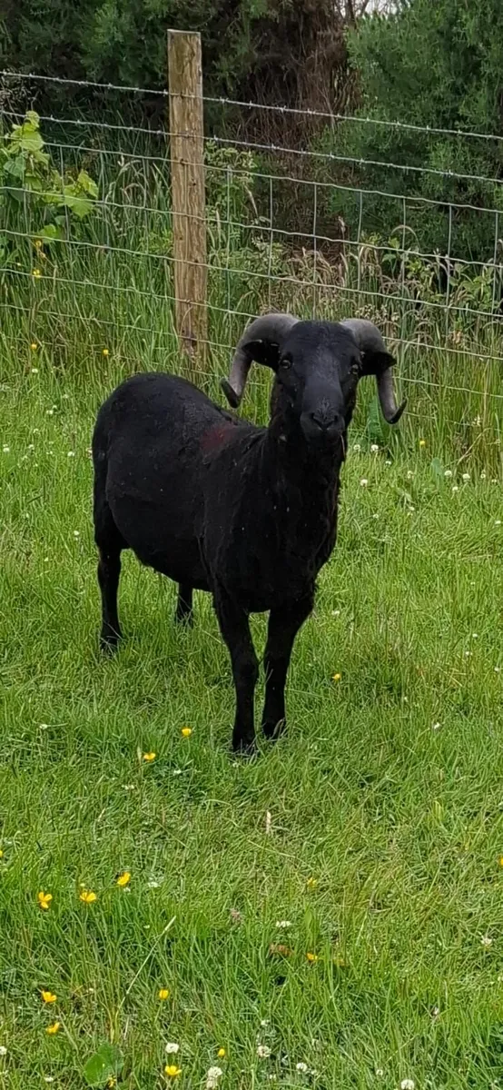 Sheep Rare breed Torddu Badger face and Black Wels - Image 1