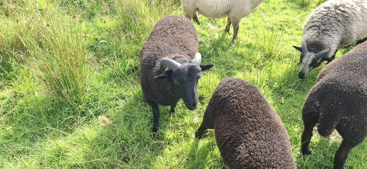 Sheep Rare breed Torddu Badger face and Black Wels - Image 2