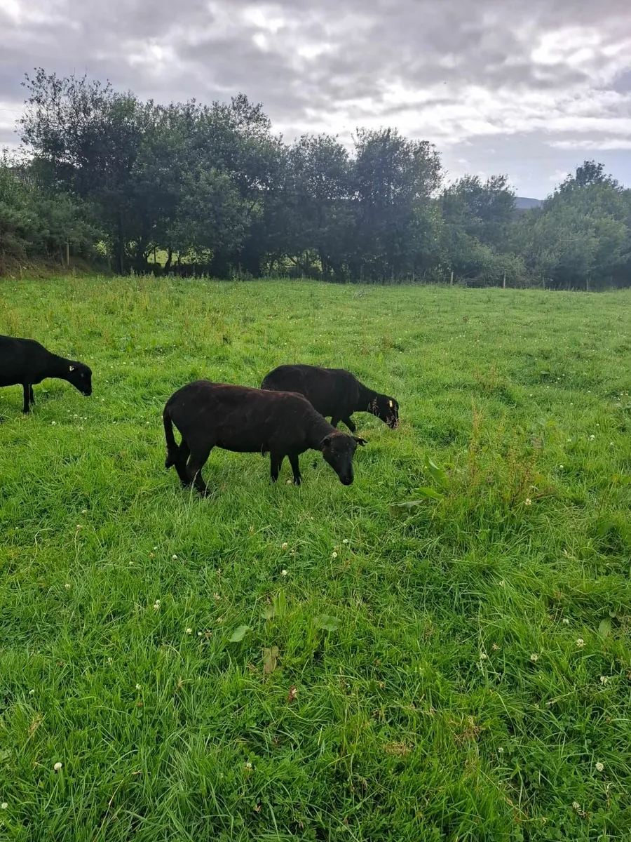 Sheep Rare breed Torddu Badger face and Black Wels - Image 3