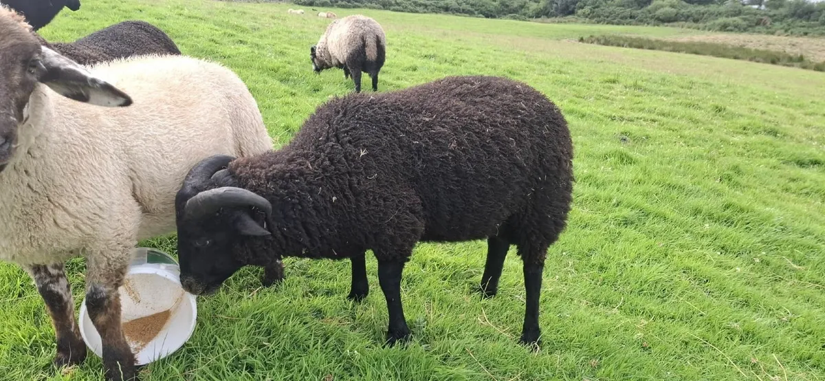 Sheep Rare breed Torddu Badger face and Black Wels - Image 4