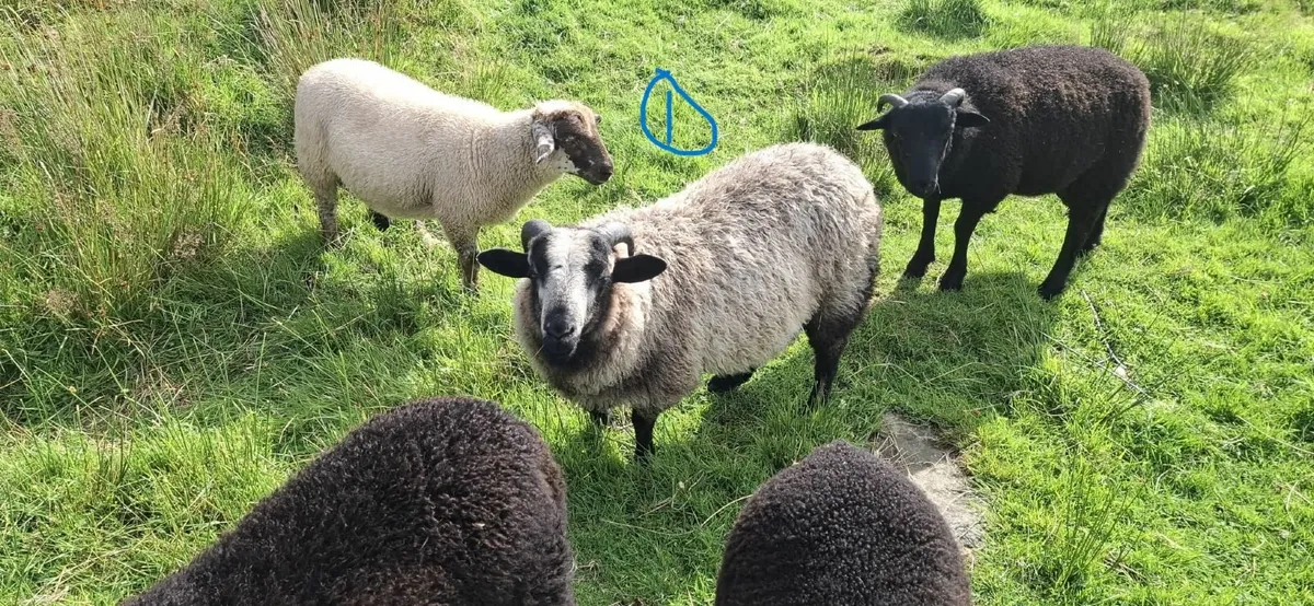 Rare breed Sheep(Torddu Badger&Black Welsh - Image 1