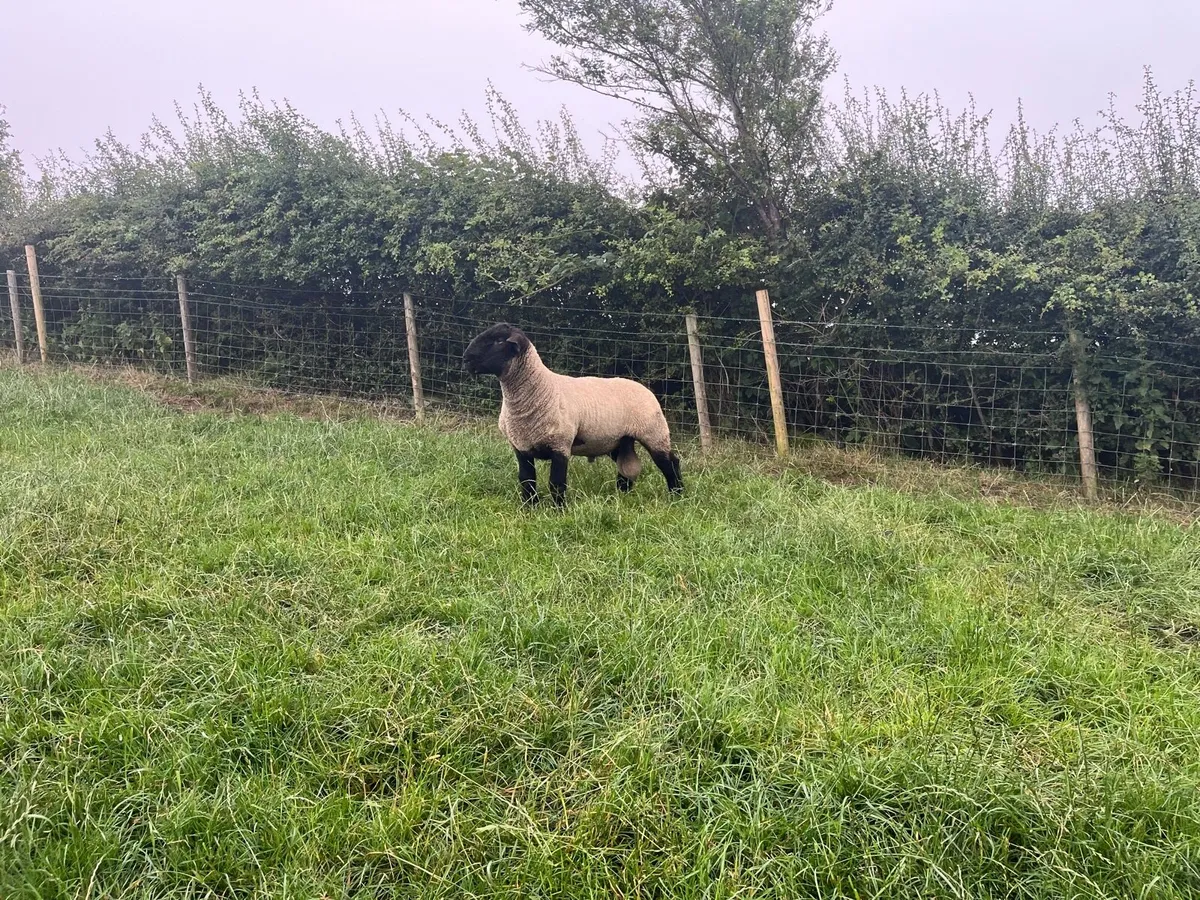 Suffolk shearling ram - Image 1
