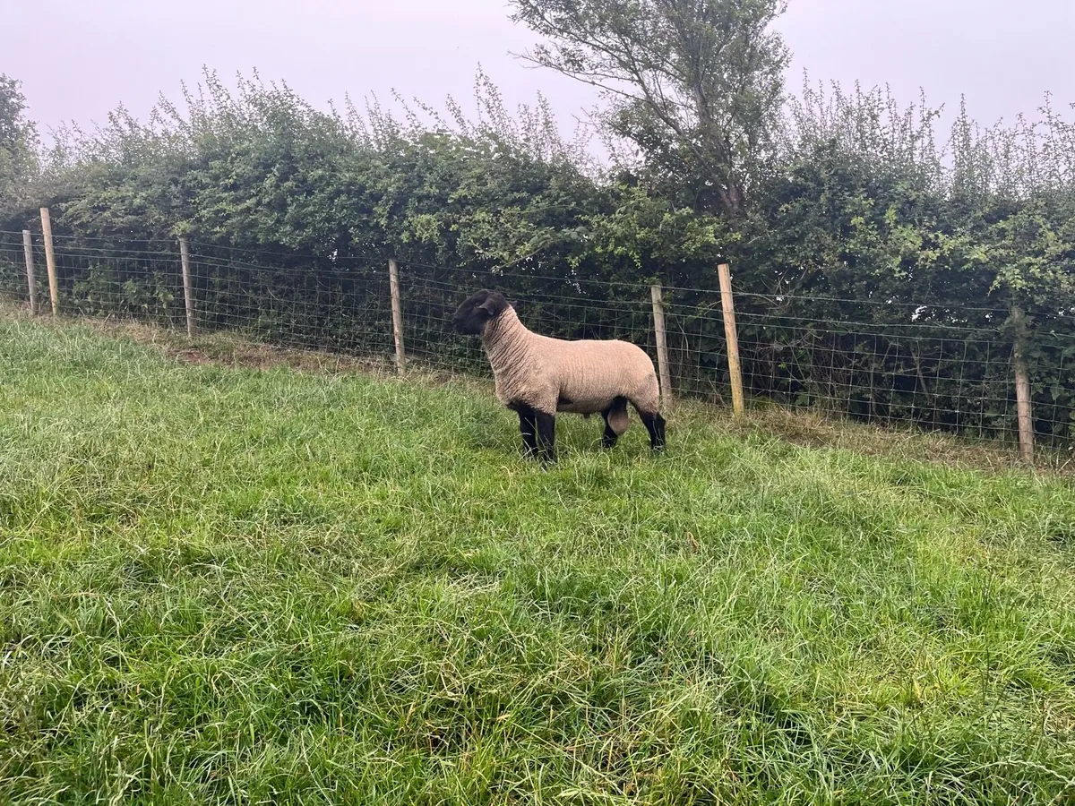 Suffolk shearling ram - Image 2