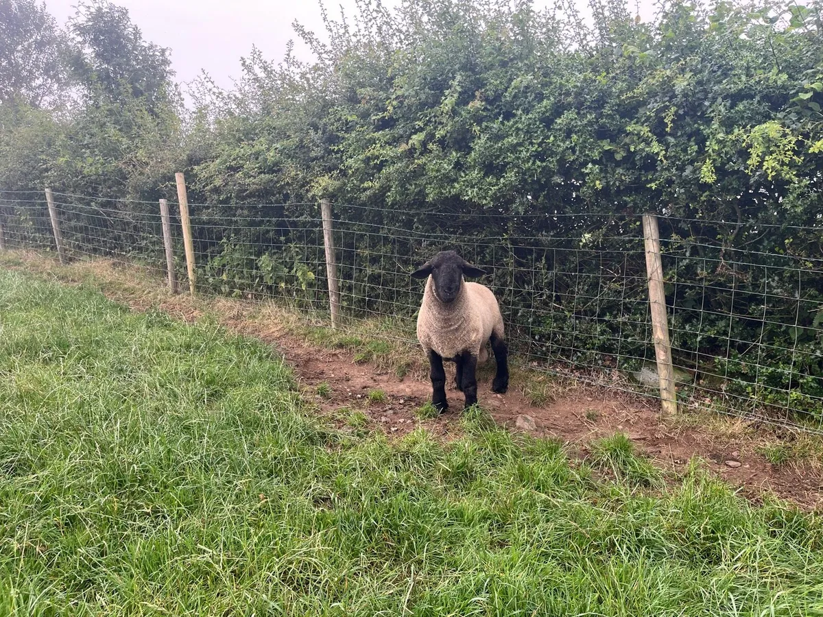 Suffolk shearling ram - Image 3