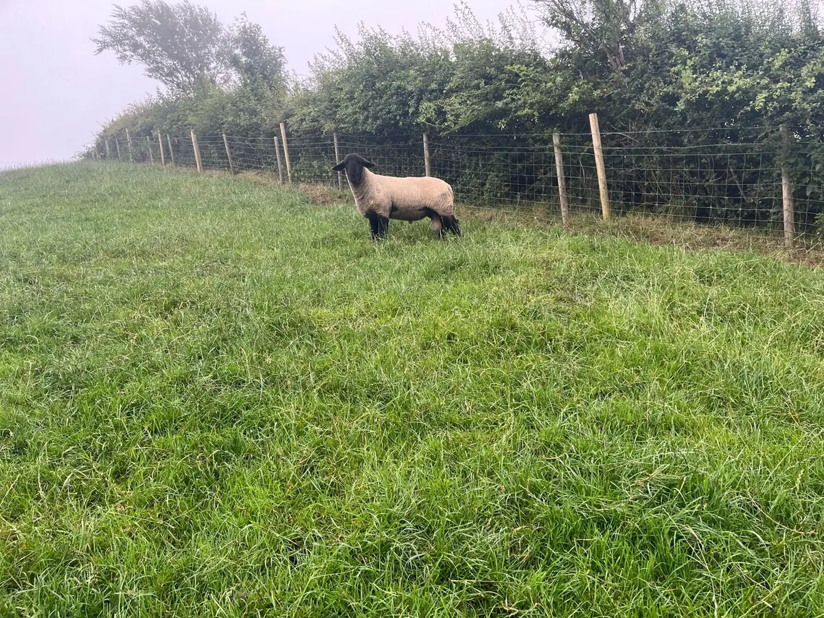 Suffolk shearling ram - Image 4