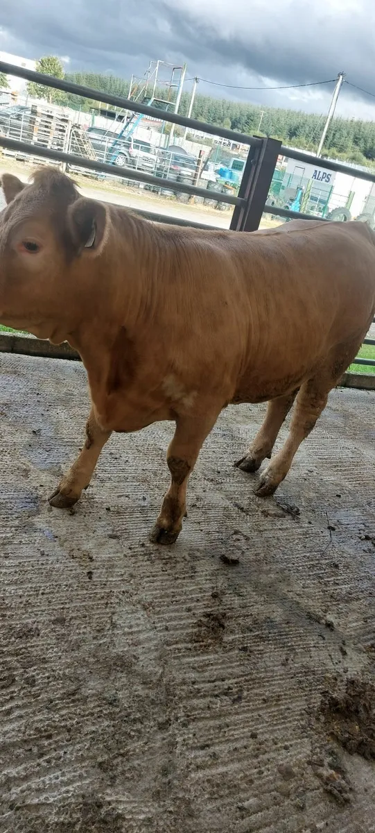 Heifer - Image 1