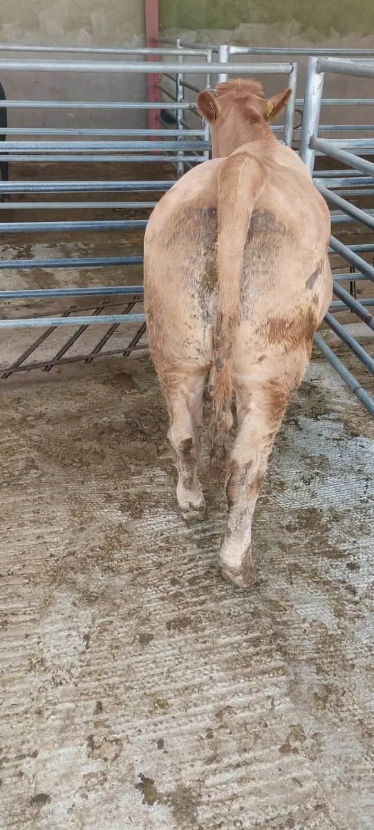 Heifer - Image 2