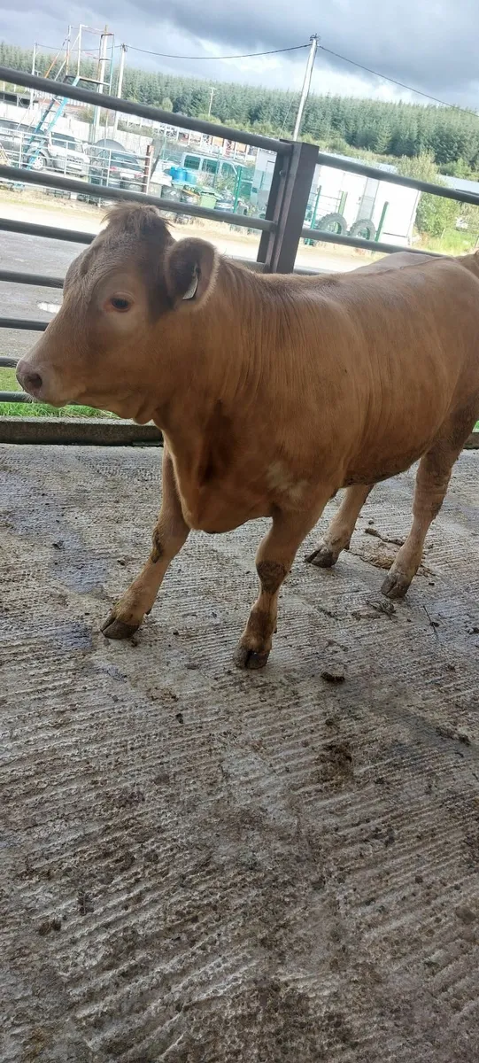 Heifer - Image 3