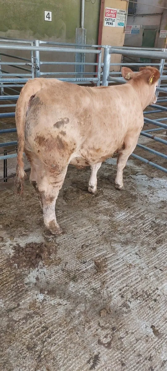Heifer - Image 4