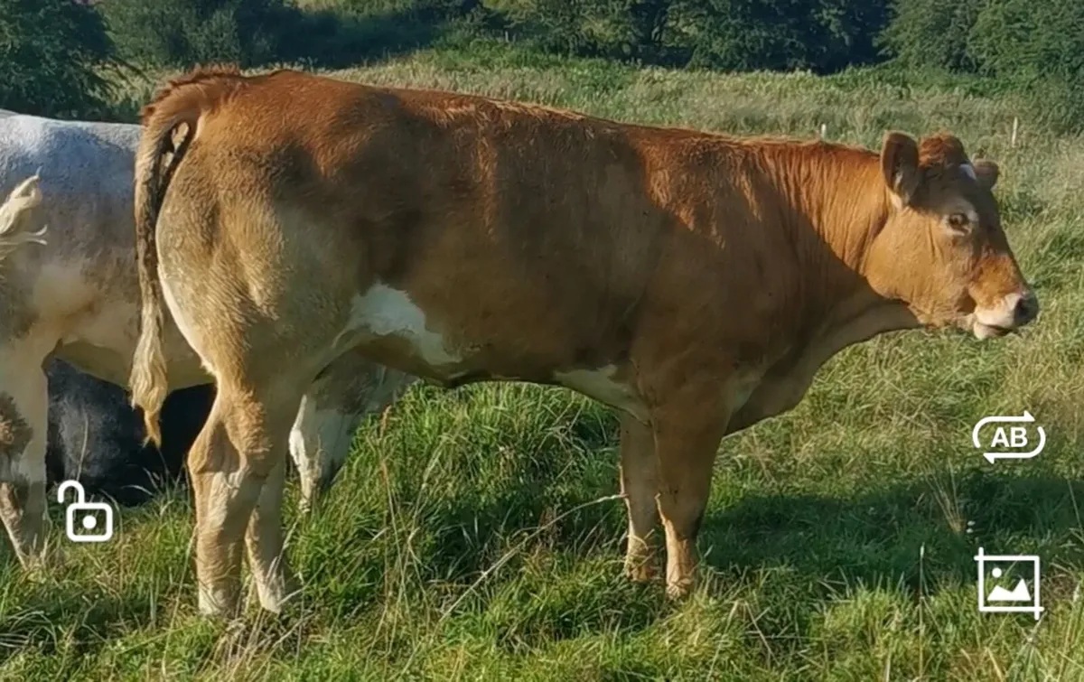 4 breeding heifers - Image 1