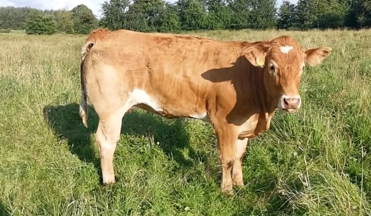 4 breeding heifers - Image 2