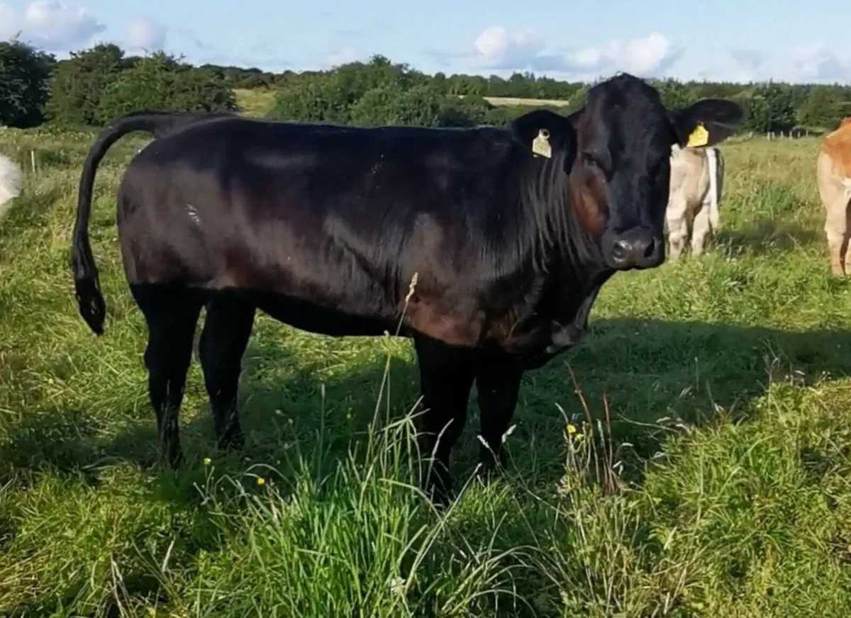 4 breeding heifers - Image 3