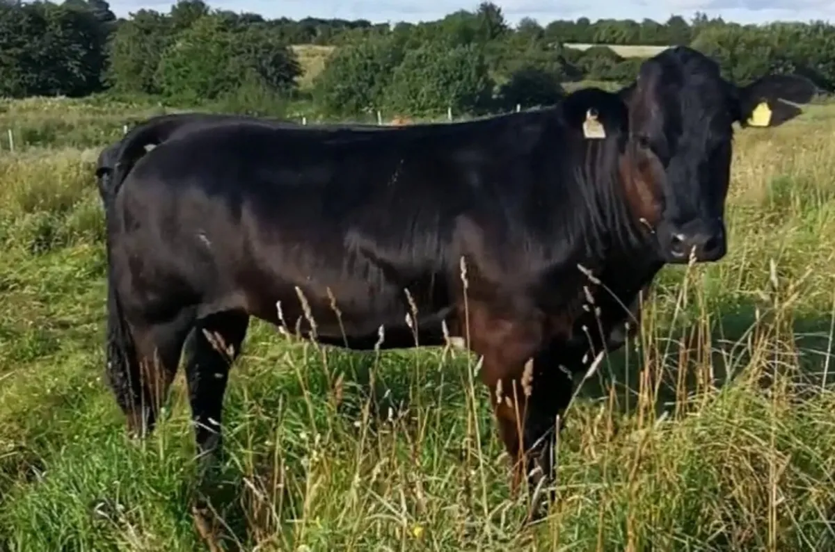 4 breeding heifers - Image 4